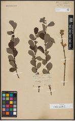 Foto von Salix aurita L.